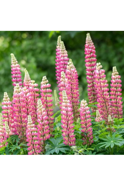 Цветение люпина `Rose Shades` на полном солнце